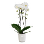 Obal Vibes Fold Orchid High - silky white 12,5 cm - Obrázek 2
