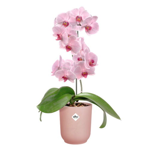 Obal Vibes Fold Orchid High - frosted pink 12,5 cm - Obrázek 2