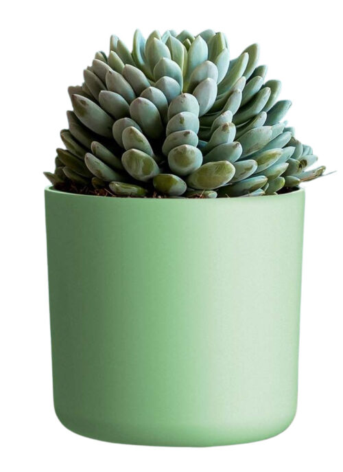 Obal Lora - pistáciová 18 cm - Obrázek 2