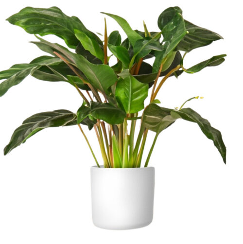 Obal Lora - bílá 25 cm - Obrázek 2