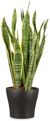 Obal 808 Anthrazit mat 19