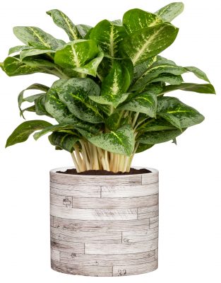 Obal 828 Legno lesk 12