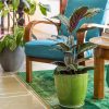 CALATHEA MIX - květináč pr. 17 cm. v. ca. 65 cm