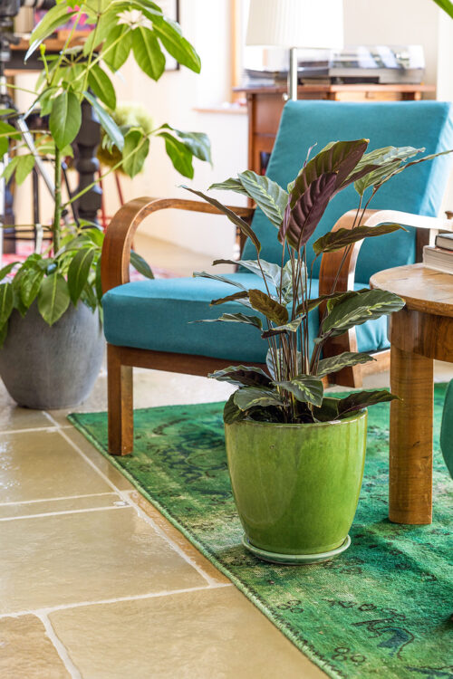CALATHEA MIX - Obrázek 1