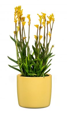 Obal 900 Solare lesk 24