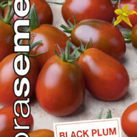 Dobrá semena Rajče tyč. - Black Plum 0,2g  tmavé, oválné