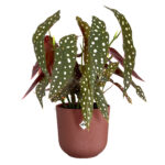Obal Jazz - tuscan red 26 cm - Obrázek 2