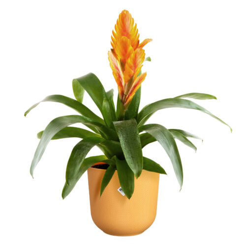 Obal Jazz - amber yellow 26 cm - Obrázek 2