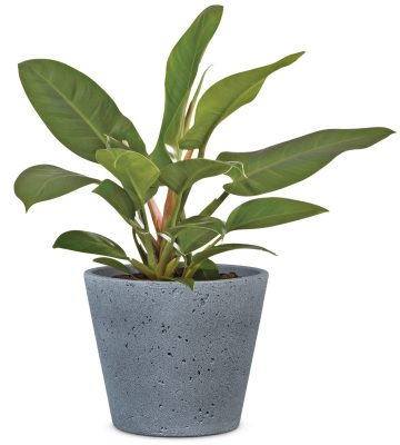 Obal 701 Dark Stone mat 18