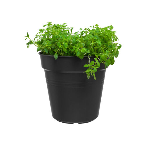 Květináč Green Basics set 10 ks - living black 7,5 cm - Obrázek 2