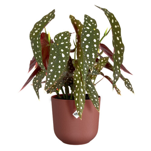 Obal Jazz - tuscan red 23 cm - Obrázek 2