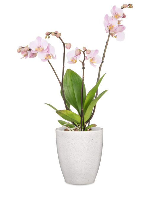 Obal orchidejový 620 Perla lesk 13 cm / v. 15 cm - Obrázek 2