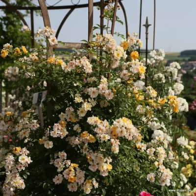 KORDES® 'Sunny Siluetta'®-stromková, převislá