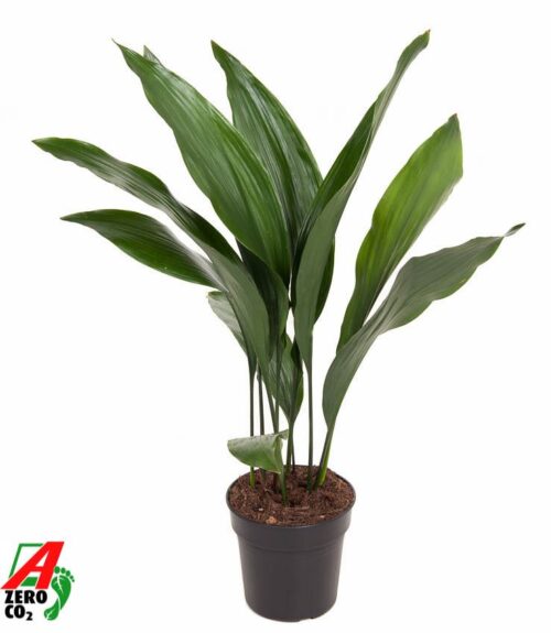Aspidistra elatior - Obrázek 1