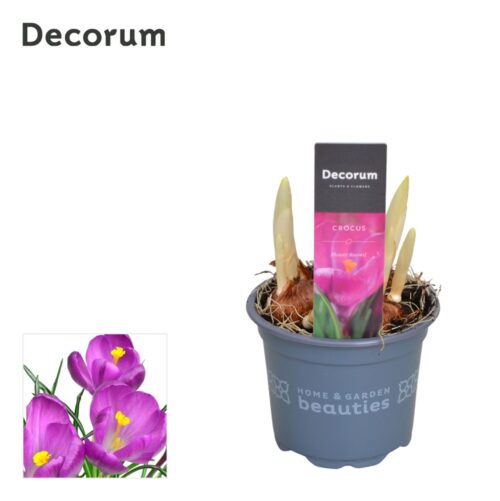 Crocus vernus 'Flower Record' - Obrázek 4