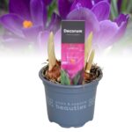 Crocus vernus 'Flower Record' - Obrázek 3