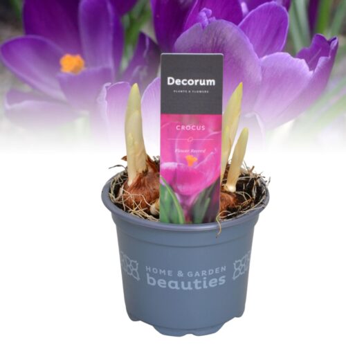 Crocus vernus 'Flower Record' - Obrázek 3