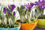 Crocus vernus 'Flower Record' - Obrázek 2