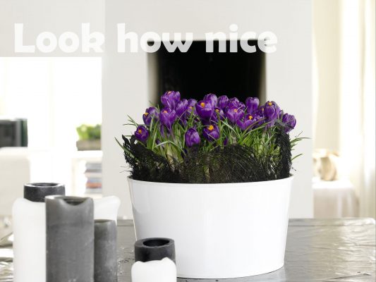 Crocus vernus 'Flower Record'