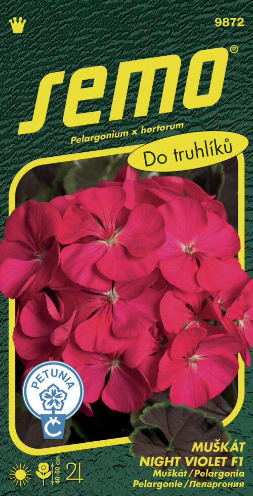 Pelargonie páskatá - Night Violet F1 11s - Obrázek 1