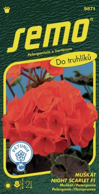 Pelargonie páskatá - Night Scarlet F1 11s