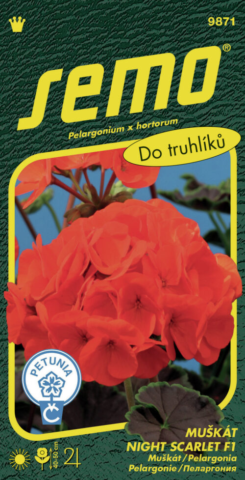 Pelargonie páskatá - Night Scarlet F1 11s - Obrázek 1