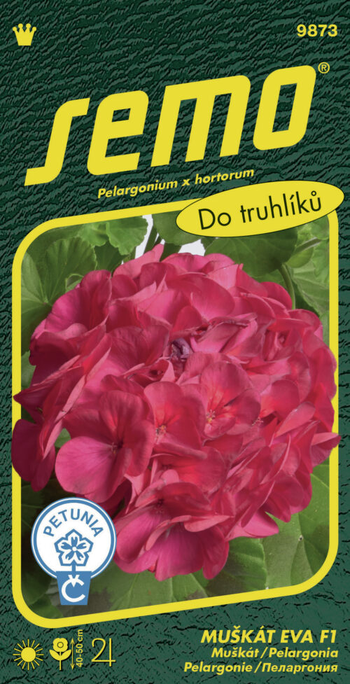 Pelargonie páskatá - Eva F1 11s - Obrázek 1