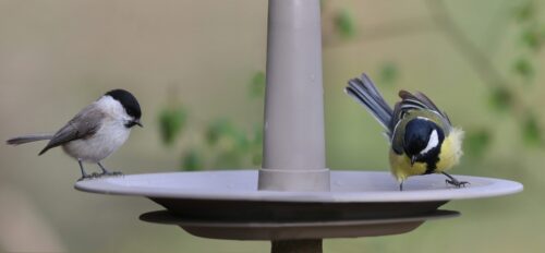 Pítko pro ptáky - FINCH taupe - Obrázek 2