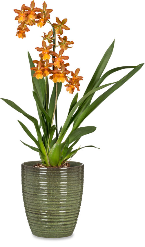 Obal orchidejový 669 Wild Jungle lesk 12,5 cm / v 14 cm - Obrázek 2