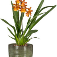 Obal orchidejový 669 Wild Jungle lesk 12,5 cm / v 14 cm