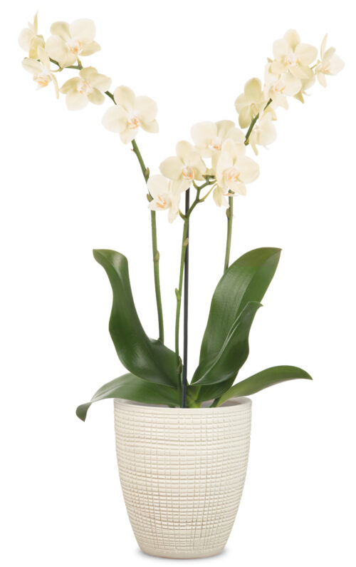 Obal orchidejovy 667 Vainilla mat 13 cm / v 15 cm - Obrázek 2
