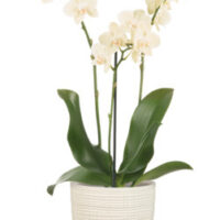 Obal orchidejovy 667 Vainilla mat 13 cm / v 15 cm
