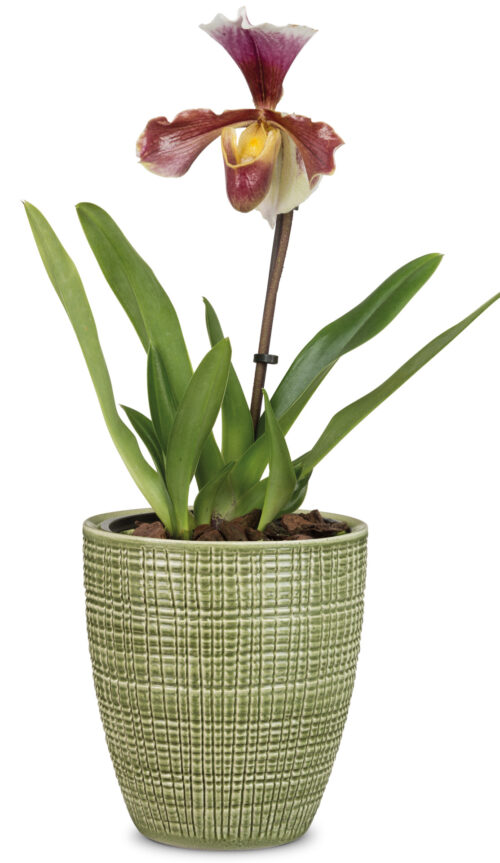 Obal orchidejovy 667 Menta lesk 13 cm / v 15 cm - Obrázek 2