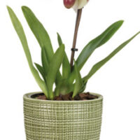Obal orchidejovy 667 Menta lesk 13 cm / v 15 cm