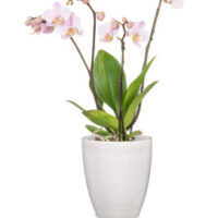 Obal orchidejový 620 Perla lesk 13 cm / v. 15 cm