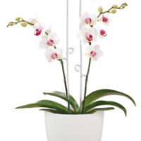 Obal orchidejovy 608 Panna bílý mat 13 cm / v.17 cm