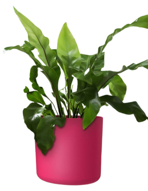 Obal Lora - viva magenta 14 cm - Obrázek 2