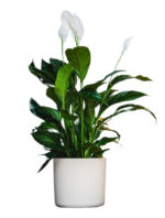 Obal Lora - písková 14 cm - Obrázek 2
