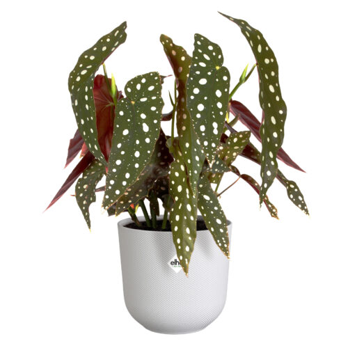 Obal Jazz - silky white 14 cm - Obrázek 2