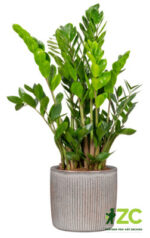 Obal 909 Seashell lesk 18