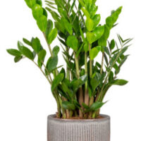 Obal 909 Seashell lesk 18