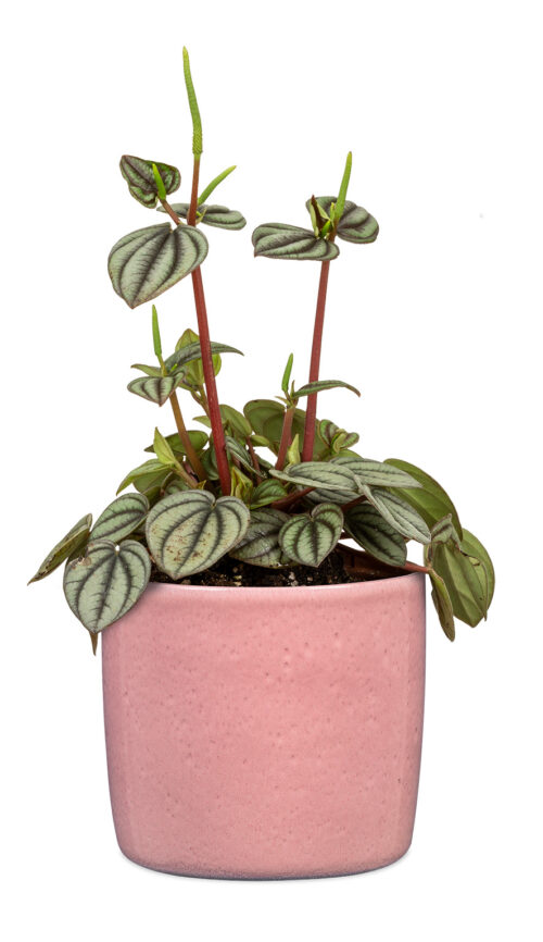 Obal 900 Rosea lesk 21 - Obrázek 2
