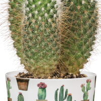 Obal 870 Cactus Garden 07 - Obrázek 2