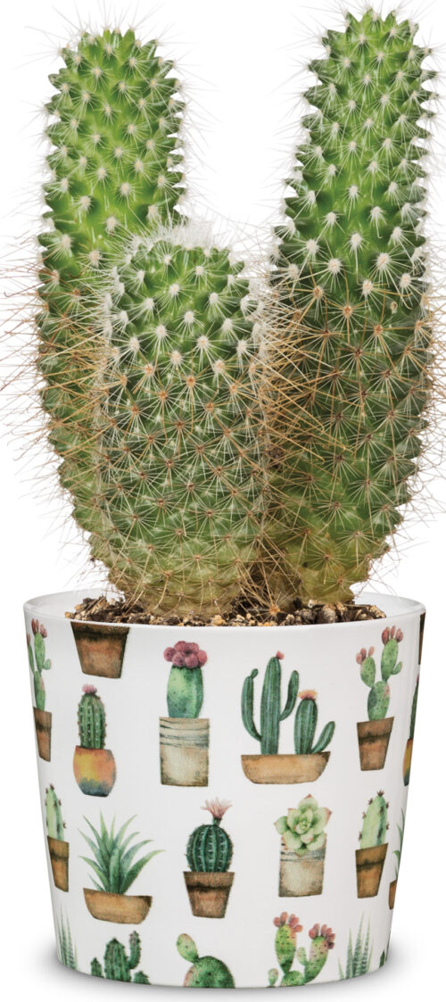 Obal 870 Cactus Garden 07 - Obrázek 2