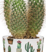 Obal 870 Cactus Garden 07