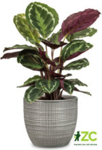 Obal 866 Pimienta mat 25