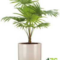 Obal 828 Sesame lesk 23