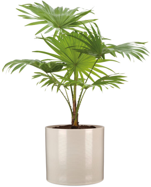 Obal 828 Sesame lesk 16 - Image 2