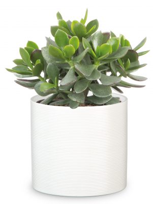 Obal 828 Panna bílý mat 10