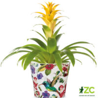 Obal 808 Tropicana lesk 13